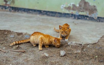 Cats for Adoption in Malta